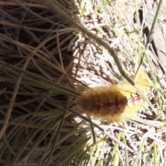 Trichiocercus sparshalli at Mount Clear, ACT - 23 Jan 2022 02:02 PM