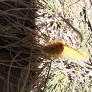 Trichiocercus sparshalli at Mount Clear, ACT - 23 Jan 2022