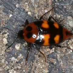 Scaphidium sp. (genus) (A Shining Fungus Beetle) at Mulloon, NSW - 25 Jan 2022 by jbromilow50