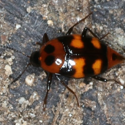 Scaphidium sp. (genus) (A Shining Fungus Beetle) at Mulloon, NSW - 25 Jan 2022 by jbromilow50