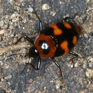 Scaphidium alpicola at Mulloon, NSW - 25 Jan 2022 03:19 PM