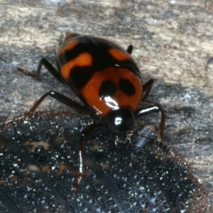 Scaphidium alpicola at Mulloon, NSW - 25 Jan 2022 03:19 PM