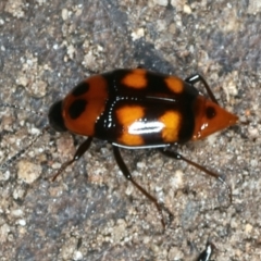 Scaphidium sp. (genus) at Mulloon, NSW - 25 Jan 2022