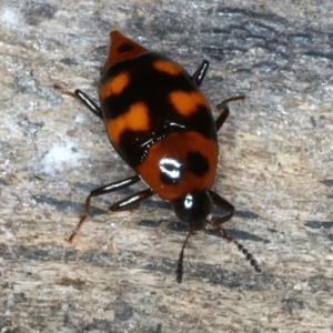 Scaphidium alpicola at Mulloon, NSW - 25 Jan 2022 03:19 PM