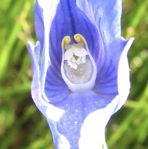 Thelymitra cyanea at Cotter River, ACT - suppressed