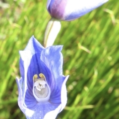 Thelymitra cyanea at Cotter River, ACT - suppressed