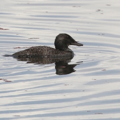 Oxyura australis (Blue-billed Duck) at Fyshwick, ACT - 25 Jan 2022 by RodDeb