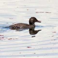 Oxyura australis at Fyshwick, ACT - 25 Jan 2022