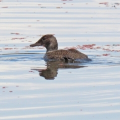 Oxyura australis at Fyshwick, ACT - 25 Jan 2022