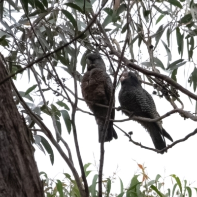 Callocephalon fimbriatum (Gang-gang Cockatoo) at Penrose, NSW - 25 Jan 2022 by Aussiegall