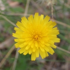 Hypochaeris radicata (Cat's Ear, Flatweed) at Cook, ACT - 25 Jan 2022 by drakes