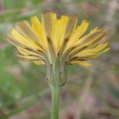 Hypochaeris radicata at Cook, ACT - 25 Jan 2022 09:51 AM