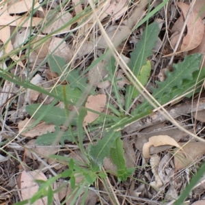 Hypochaeris radicata at Cook, ACT - 25 Jan 2022 09:51 AM