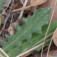 Hypochaeris radicata at Cook, ACT - 25 Jan 2022 09:51 AM