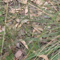 Hypochaeris radicata at Cook, ACT - 25 Jan 2022 09:51 AM