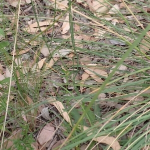 Hypochaeris radicata at Cook, ACT - 25 Jan 2022 09:51 AM