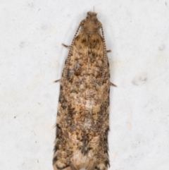 Isochorista ranulana (A Tortricid moth) at Melba, ACT - 7 Nov 2021 by kasiaaus