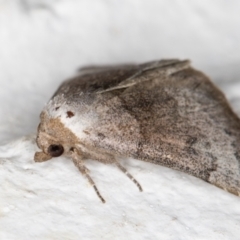 Mataeomera coccophaga (Brown Scale-moth) at Melba, ACT - 7 Nov 2021 by kasiaaus