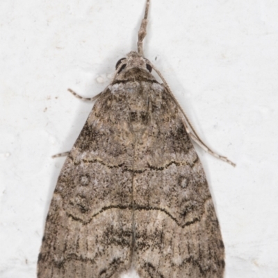 Calathusa sp nr dispila at Melba, ACT - 7 Nov 2021 by kasiaaus