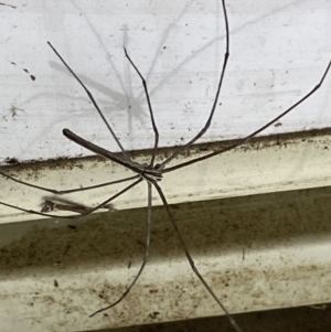 Deinopidae (family) at Numeralla, NSW - 25 Jan 2022