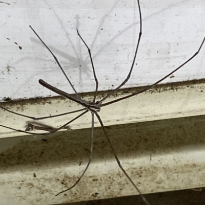 Deinopidae (family) (Net-casting Spider) at Numeralla, NSW - 25 Jan 2022 by SteveBorkowskis