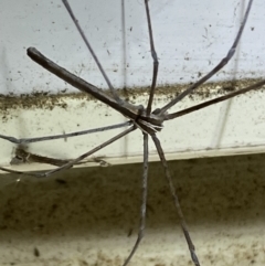 Deinopidae (family) at Numeralla, NSW - suppressed