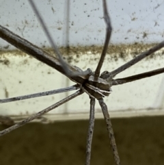 Deinopidae (family) at Numeralla, NSW - suppressed