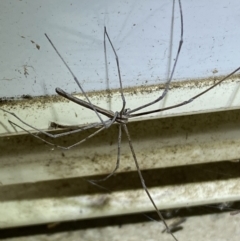 Deinopidae (family) at Numeralla, NSW - 25 Jan 2022