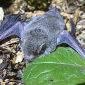 Vespertilionidae (family) at Numeralla, NSW - suppressed