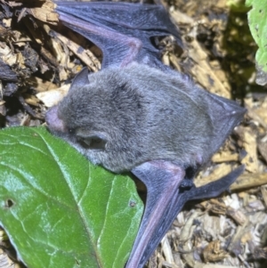 Vespertilionidae (family) at Numeralla, NSW - suppressed