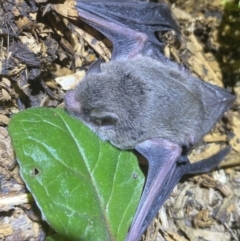 Vespertilionidae (family) at Numeralla, NSW - suppressed