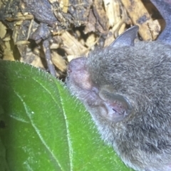 Vespertilionidae (family) at Numeralla, NSW - suppressed