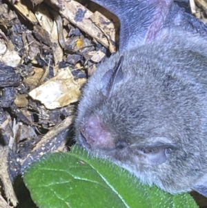 Vespertilionidae (family) at Numeralla, NSW - suppressed