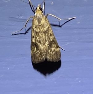 Achyra nigrirenalis at Numeralla, NSW - suppressed