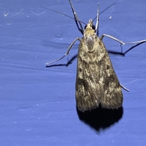 Achyra nigrirenalis at Numeralla, NSW - suppressed