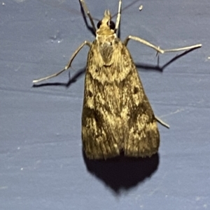 Achyra nigrirenalis at Numeralla, NSW - suppressed