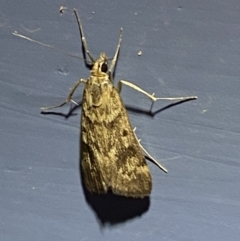 Achyra nigrirenalis at Numeralla, NSW - suppressed