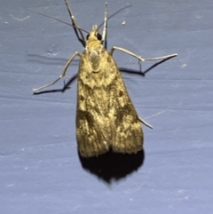 Achyra nigrirenalis at Numeralla, NSW - suppressed