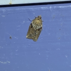 Epiphyas ashworthana (Ashworth's Tortrix) at Numeralla, NSW - 25 Jan 2022 by Steve_Bok