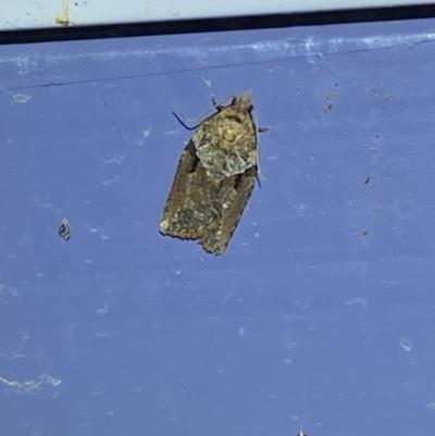 Epiphyas ashworthana (Ashworth's Tortrix) at Numeralla, NSW - 25 Jan 2022 by Steve_Bok