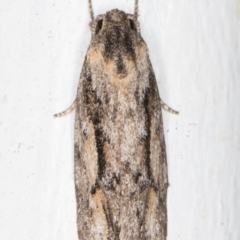 Agriophara leptosemela (A Flat-bodied moth (Depressidae) at Melba, ACT - 7 Nov 2021 by kasiaaus