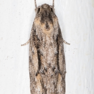 Agriophara leptosemela at Melba, ACT - 7 Nov 2021