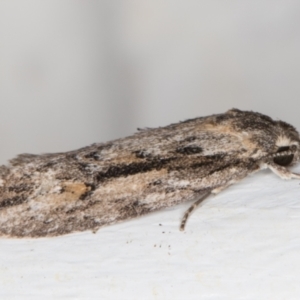 Agriophara leptosemela at Melba, ACT - 7 Nov 2021