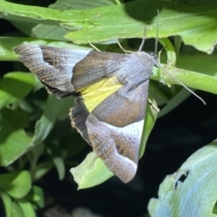 Niceteria macrocosma (Showy Geometrid) at Numeralla, NSW - 25 Jan 2022 by SteveBorkowskis