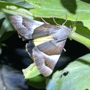 Niceteria macrocosma at Numeralla, NSW - suppressed