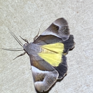 Niceteria macrocosma at Numeralla, NSW - suppressed