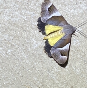 Niceteria macrocosma at Numeralla, NSW - suppressed