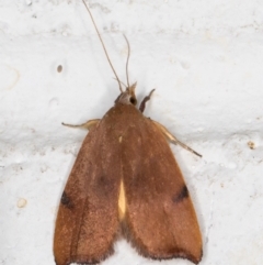 Tortricopsis uncinella (A concealer moth) at Melba, ACT - 7 Nov 2021 by kasiaaus