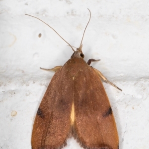 Tortricopsis uncinella at Melba, ACT - 7 Nov 2021