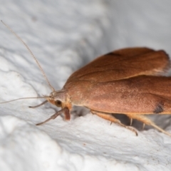 Tortricopsis uncinella at Melba, ACT - 7 Nov 2021